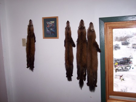 Skins drying