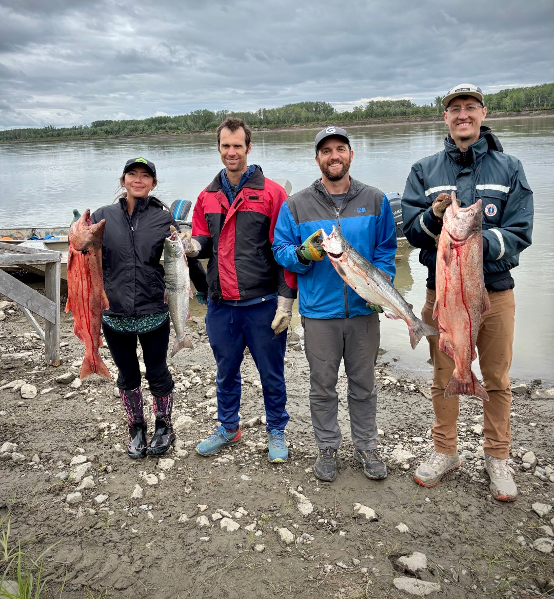 Red and King Salmon Catch